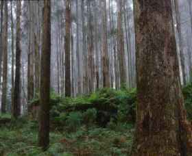 Kinglake VIC Brisbane Tourism