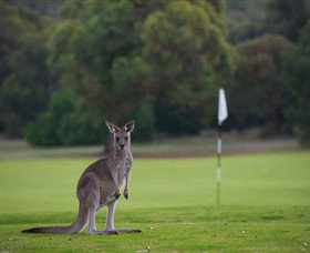 Anglesea Golf Club - Tourism Brisbane 0