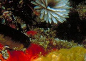 Point Cooke Marine Sanctuary - Tourism Brisbane 0