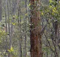 Heathcote-Graytown National Park - Brisbane 4u