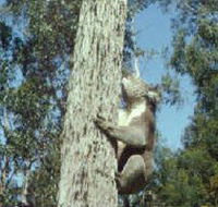 Creswick Regional Park - Tourism Brisbane