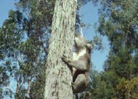 Creswick Regional Park - Tourism Brisbane 0