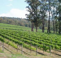 Piedmont Vineyard - Tourism Brisbane