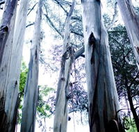 Dandenong Ranges National Park - Tourism Brisbane