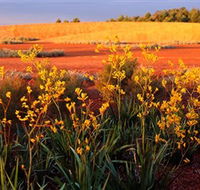 Royal Botanic Gardens Victoria Cranbourne - Tourism Brisbane
