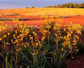 Royal Botanic Gardens Victoria Cranbourne - Tourism Brisbane 0