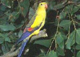 Lake Hindmarsh Reserve - Tourism Brisbane 0