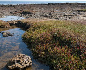 Ricketts Point Marine Sanctuary - Tourism Brisbane 0