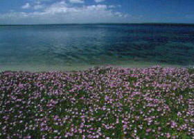 Paradise Beach VIC Tourism Brisbane