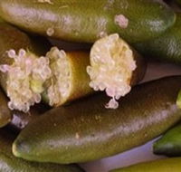 Sandy Creek Olives and Finger Limes - Tourism Brisbane