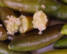 Sandy Creek Olives And Finger Limes - Brisbane Tourism 0