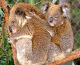  Tourism Brisbane