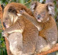 Shoalhaven Zoo - Tourism Brisbane