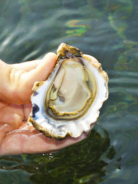 The Oyster Pot - Brisbane Tourism 0