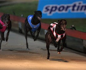 Dapto Dogs - Tourism Brisbane 0