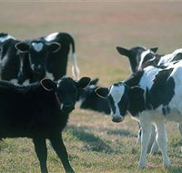 Bodalla Dairy Cheese Factory - Brisbane Tourism