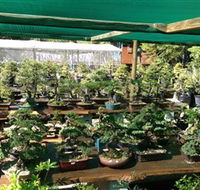 Bonsai at the Bay - Tourism Brisbane