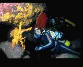 Solitary Islands Marine Park - Tourism Brisbane 0