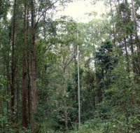 Bongil Bongil National Park - Tourism Brisbane