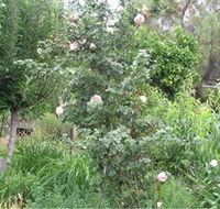 Tombstone Estate Vineyard - Brisbane 4u
