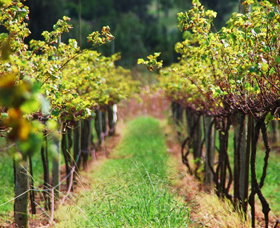 Fussy Grape Winery - Tourism Brisbane 2