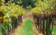 Fussy Grape Winery - thumb 1