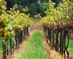 Fussy Grape Winery - Tourism Brisbane 1
