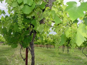 Holland Wines - Tourism Brisbane 0