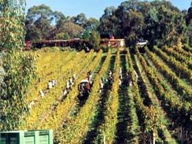 Mt Lofty Ranges Vineyard - Brisbane Tourism 1