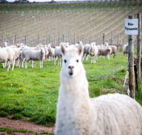 Gemtree Vineyards Cellar Door - Tourism Brisbane