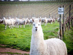 Gemtree Vineyards Cellar Door - Tourism Brisbane 0