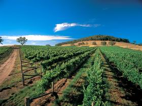Thorn-Clarke Wines - Brisbane Tourism 1
