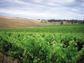 Uleybury Wines - Brisbane Tourism 2