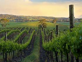 Nepenthe Wines - Tourism Brisbane 3