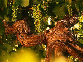 Henschke Cellars - Brisbane Tourism 4