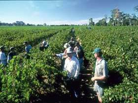 Padthaway Estate Winery - Tourism Brisbane 1