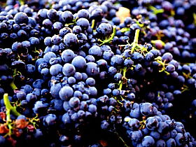 Nandroya Vineyard - Brisbane 4u 0