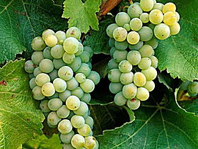 Clover Hill Vineyard - Brisbane Tourism 0