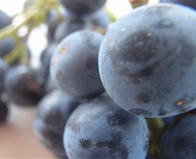 Cannibal Creek Vineyard - Tourism Brisbane 2