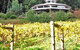 Peveril Vineyard/Beechy Berries - thumb 0
