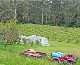 Peveril Vineyard/Beechy Berries - Tourism Brisbane 1
