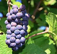 Tinderbox Vineyard - Tourism Brisbane