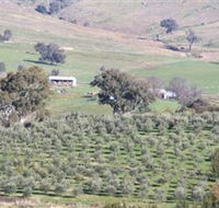 Wymah Organic Olives and Lambs - Tourism Brisbane