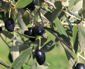 Wymah Organic Olives And Lambs - Tourism Brisbane 2