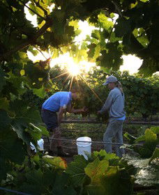 Oakdene Vineyards Restaurant And Cellar Door - Brisbane 4u 3