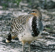 Yongergnow Australian Malleefowl Centre - Brisbane Tourism