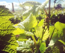 Punt Road Winery - Tourism Brisbane 0