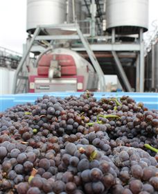 Punt Road Winery - Tourism Brisbane 4
