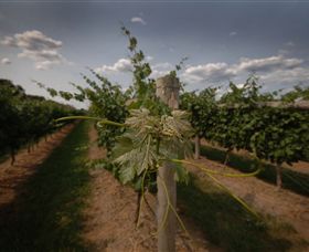 Punt Road Winery - Tourism Brisbane 7