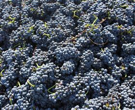 Punt Road Winery - Tourism Brisbane 6